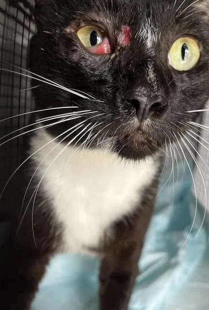 An adult large-sized male Domestic Short Hair cat named Victor for adoption in Miami, FL