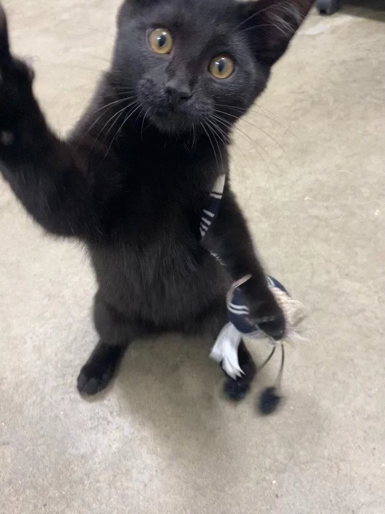 A young medium-sized female Black Domestic Short Hair cat named Velvet for adoption in St. Helens, OR