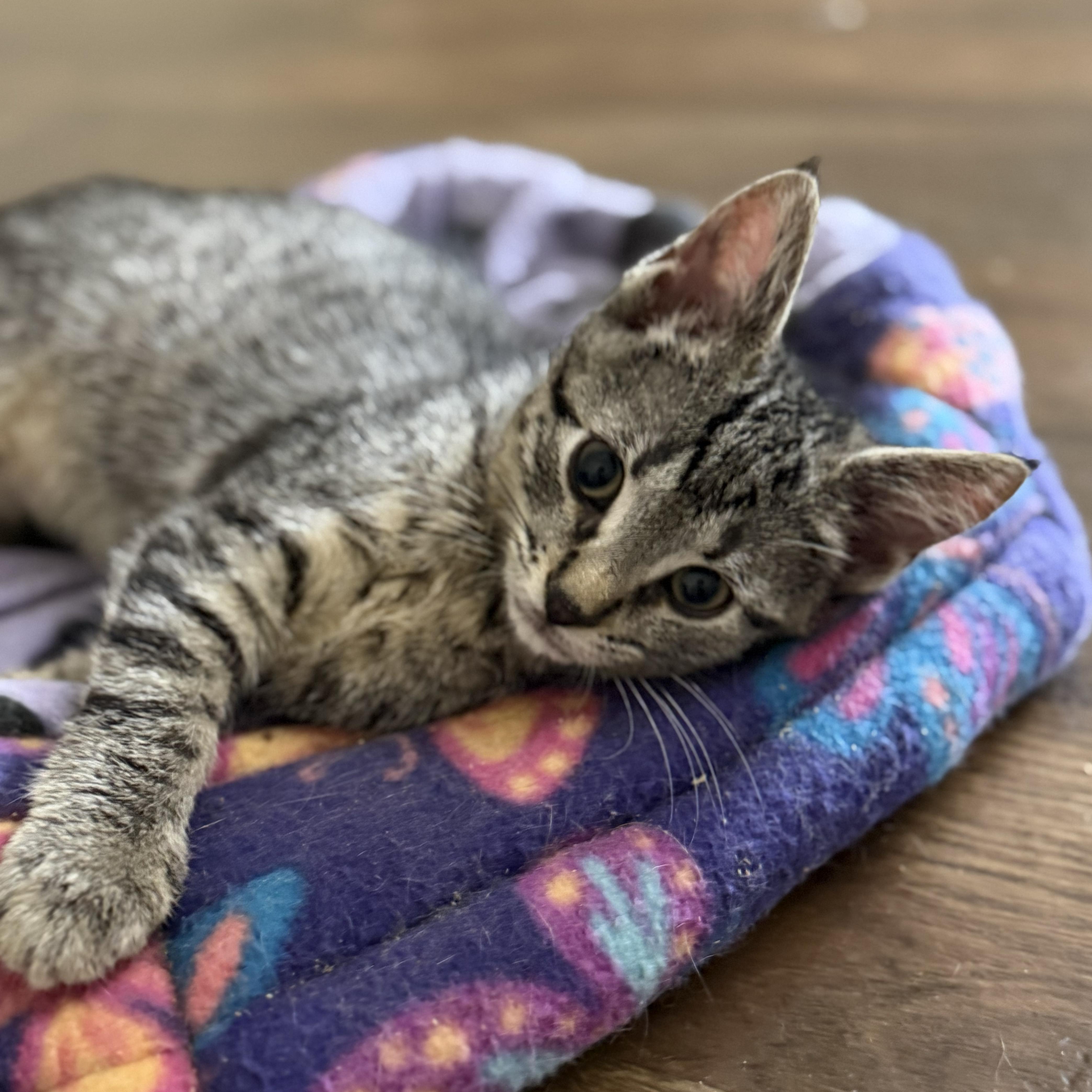 A baby medium-sized male Tabby (Brown / Chocolate) Tabby cat named Percy for adoption in Harrisburg, PA