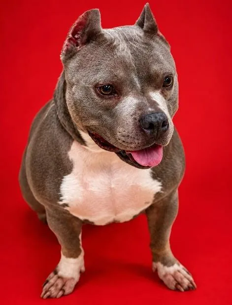 An adult medium-sized female American Staffordshire Terrier dog named Aurora for adoption in Columbia, MD
