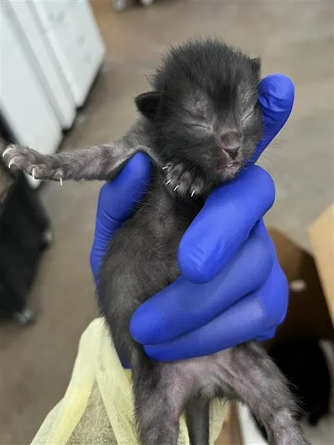 A baby medium-sized male Domestic Medium Hair cat named Onyx for adoption in Dallas, TX