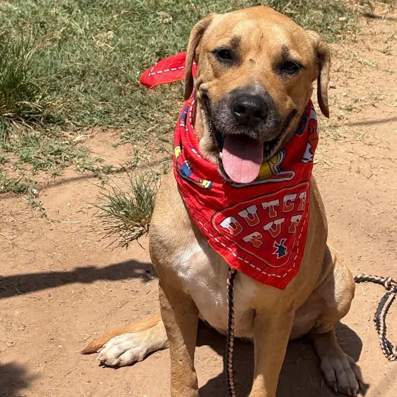 An adult medium-sized female Rhodesian Ridgeback dog named Skade for adoption in Austin, TX