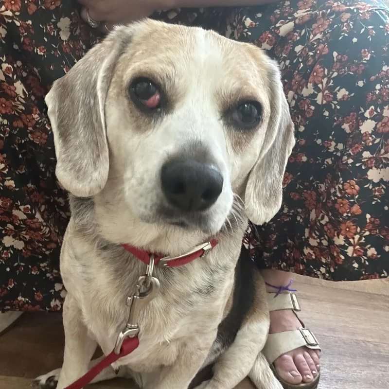 A senior medium-sized male Beagle dog named Cipher for adoption in Yonkers, NY
