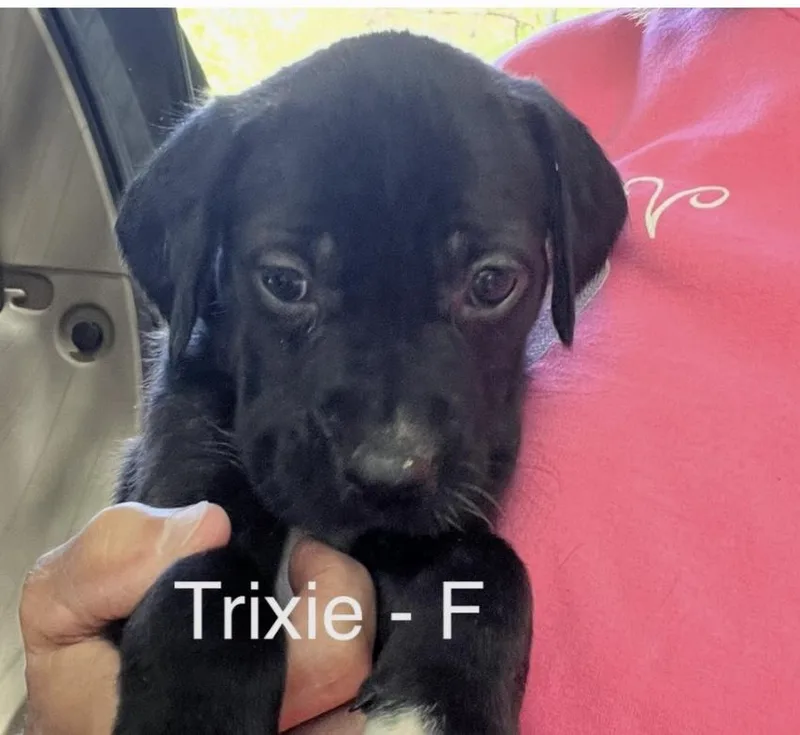 A baby medium-sized female Black Hound dog named Trixie for adoption in Parma, OH