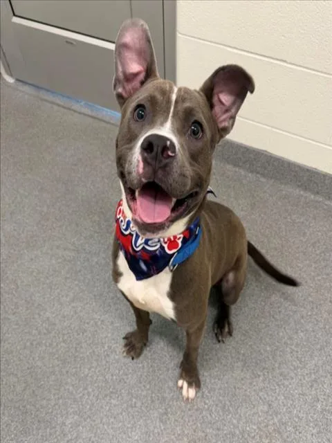A young medium-sized male Pit Bull Terrier dog named Steel for adoption in Toledo, OH