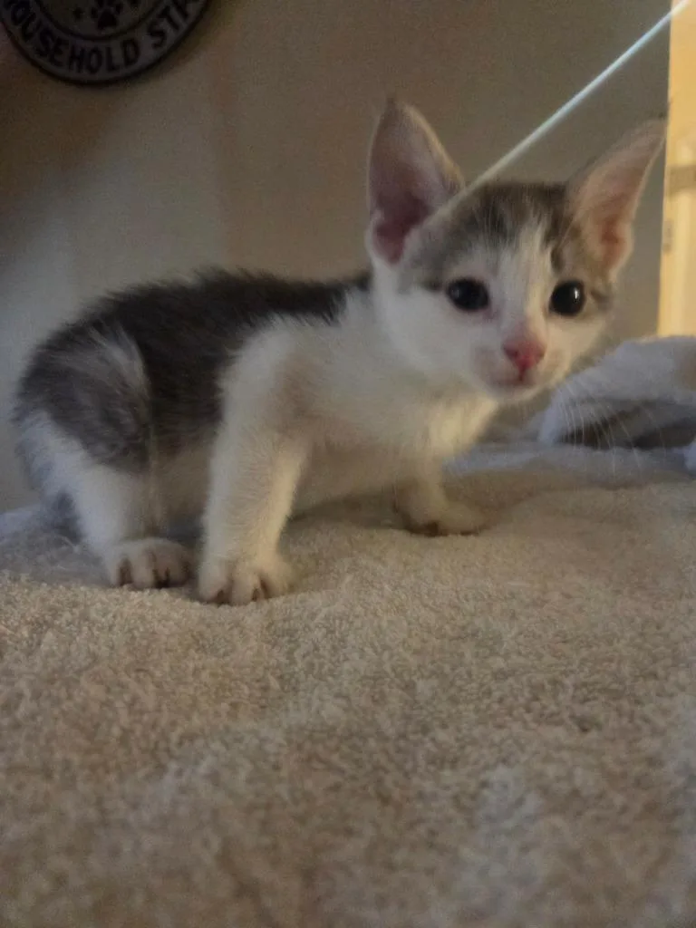A baby medium-sized male Domestic Short Hair cat named Quill for adoption in Parkville, MD