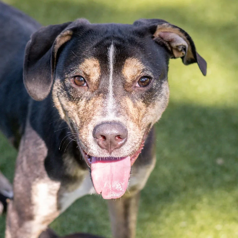 A young medium-sized male Terrier dog named Bush for adoption in Hilton Head Island, SC