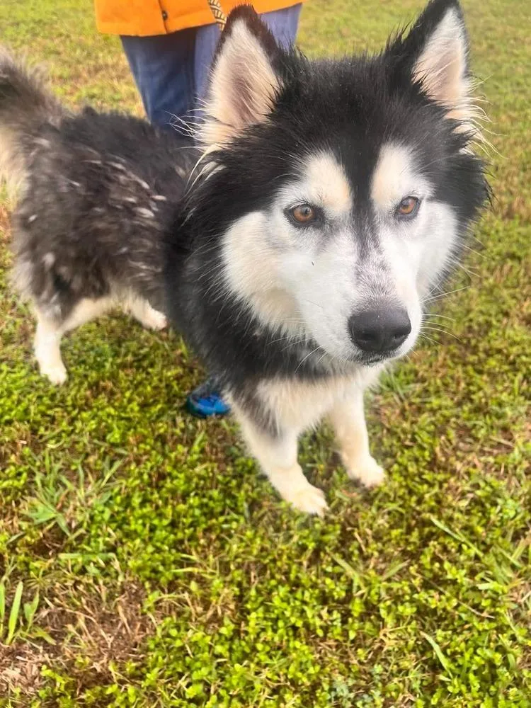 A young medium-sized female Alaskan Malamute dog named Cheyenne for adoption in Scott, LA