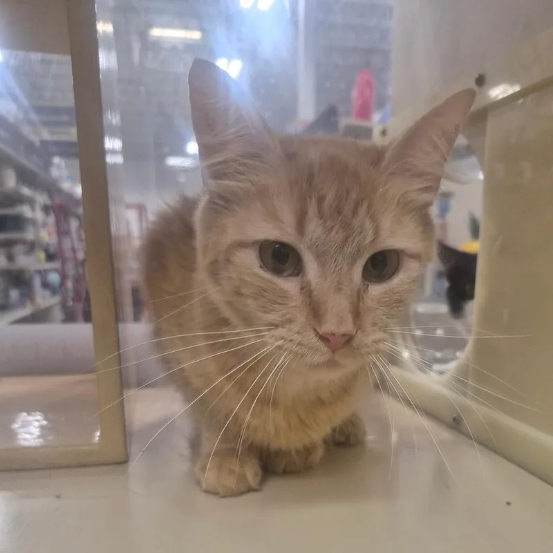 A young small-sized female Orange / Red Domestic Long Hair cat named BlueBell for adoption in Aberdeen, NC