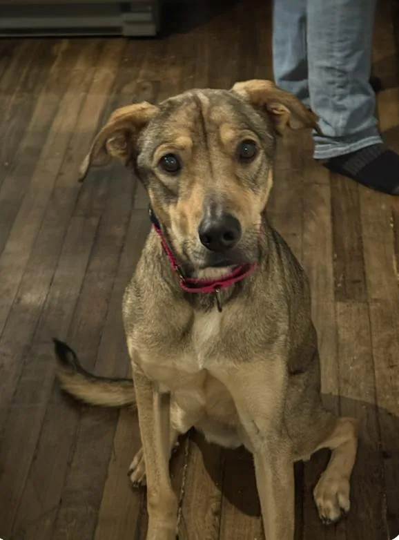 A young medium-sized female Labrador Retriever dog named Luna : Ms. Perfect for adoption in Houston, TX