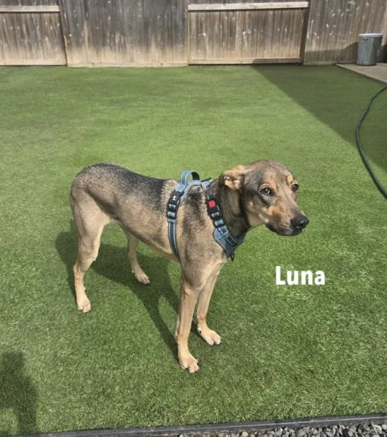 Luna : Ms. Perfect thumbnail 4