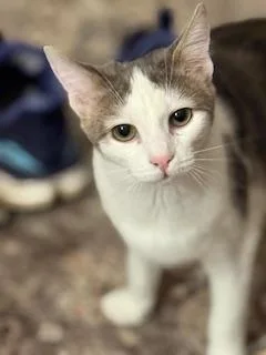 A baby medium-sized female Gray & White Domestic Short Hair cat named Charlotte for adoption in Lemoyne, PA