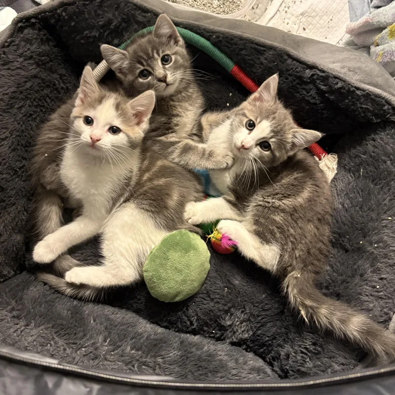 Charlotte thumbnail 2