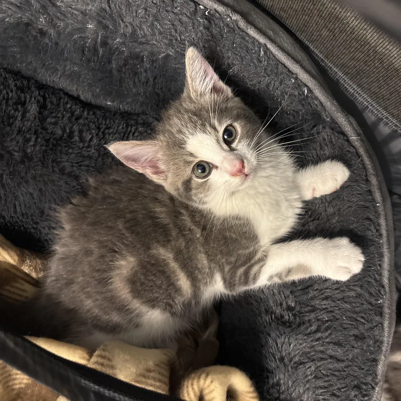 Charlotte thumbnail 4