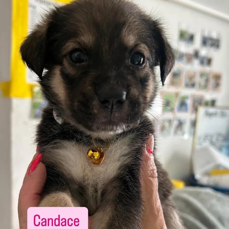 Candace