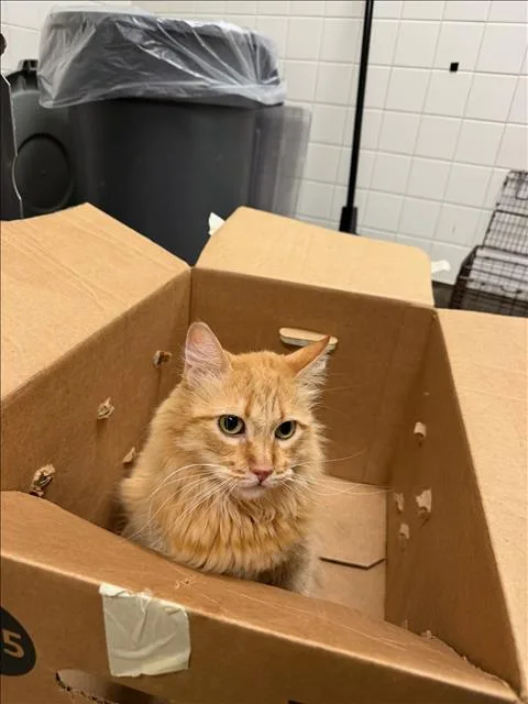 An adult large-sized male Domestic Short Hair cat named Goose for adoption in Van Nuys, CA