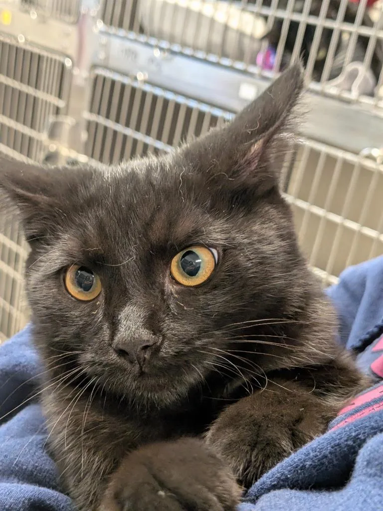 A baby medium-sized male Domestic Short Hair cat named George for adoption in Sandusky, OH