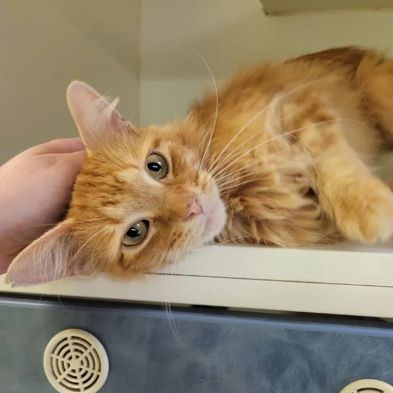 An adult medium-sized male Orange / Red Domestic Long Hair cat named Banksy for adoption in Columbia, MO