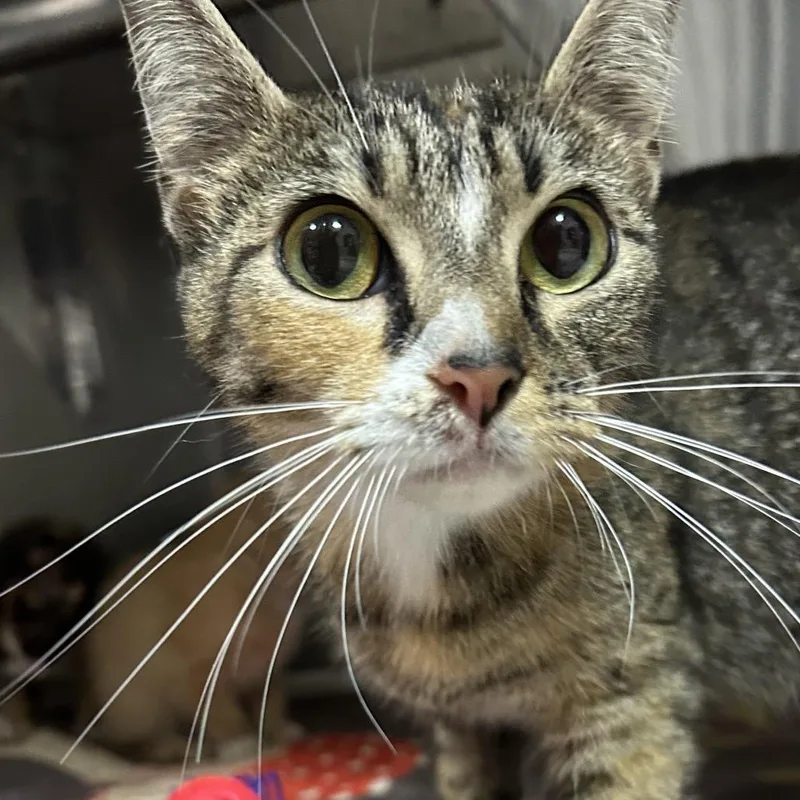A young medium-sized female Calico Domestic Short Hair cat named Tiger for adoption in Pensacola, FL