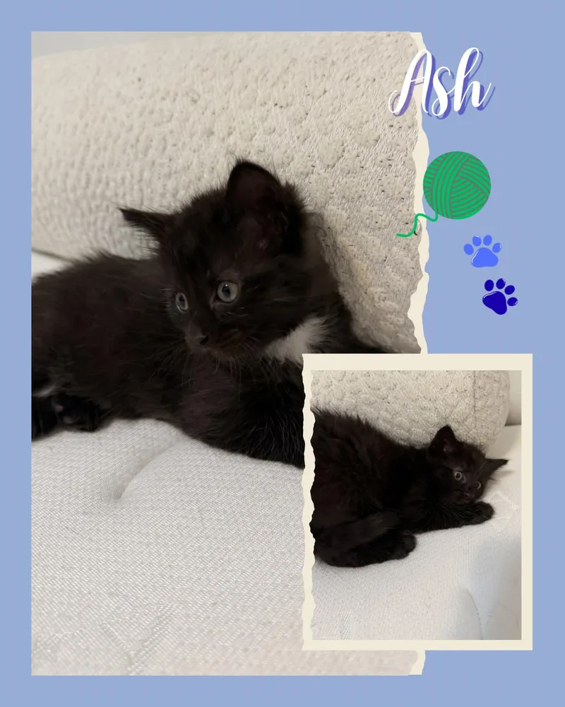 A baby medium-sized female Domestic Short Hair cat named Ash for adoption in Duluth, MN