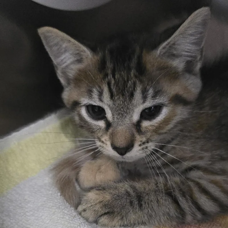 A baby small-sized female Domestic Short Hair cat named Kiki for adoption in Yanceyville, NC