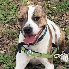 An adult medium-sized male White / Cream American Bulldog dog named Coconut for adoption in Austin, TX