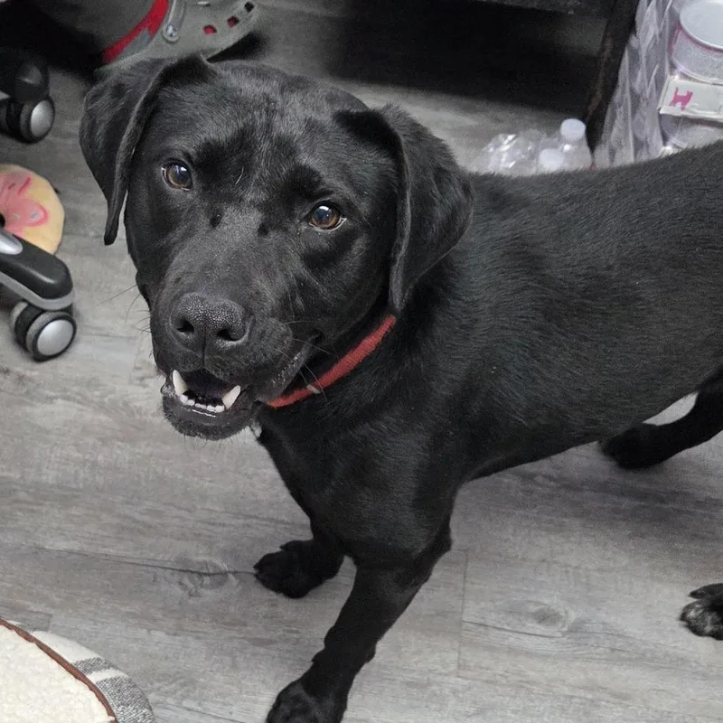 An adult medium-sized male Black Labrador Retriever dog named Ringo for adoption in Camden, DE