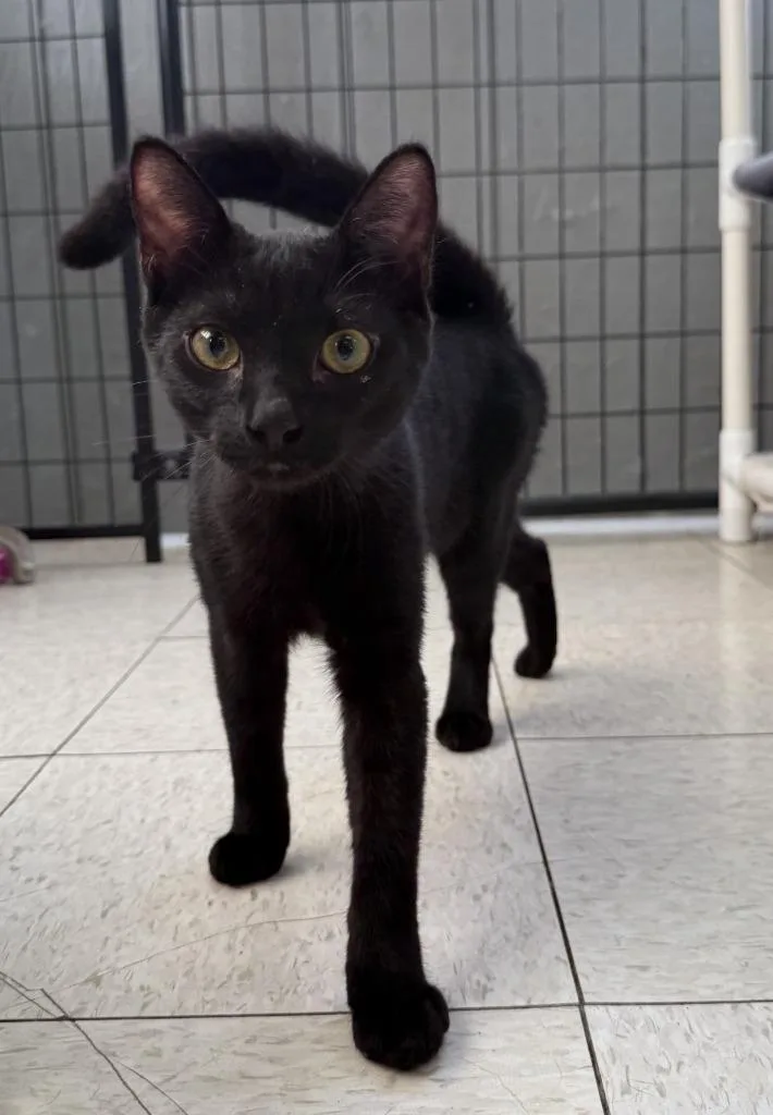 A baby small-sized male Domestic Short Hair cat named Sirius for adoption in Lemoore, CA