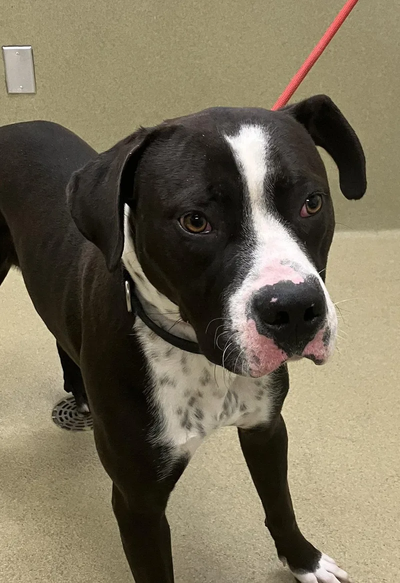 An adult medium-sized male Pit Bull Terrier dog named Rocket for adoption in Petaluma, CA