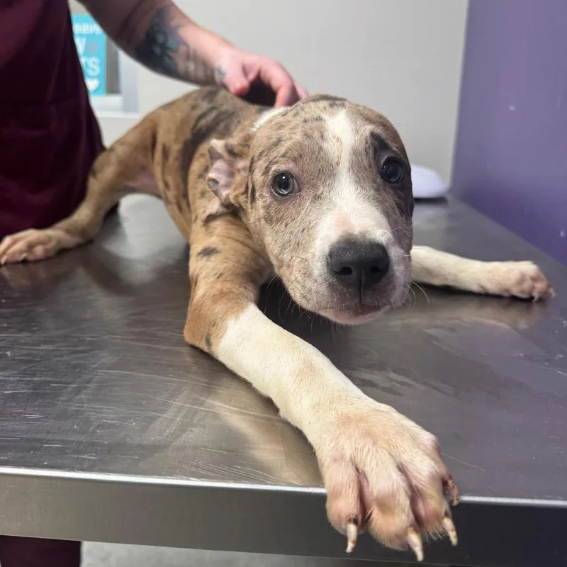 A baby medium-sized female Brown / Chocolate Catahoula Leopard Dog dog named Penelope for adoption in Englewood, FL