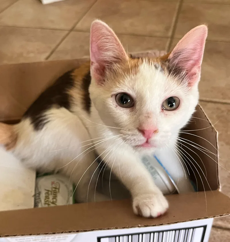 A baby medium-sized male Calico Domestic Short Hair cat named Berea for adoption in Landenberg, PA
