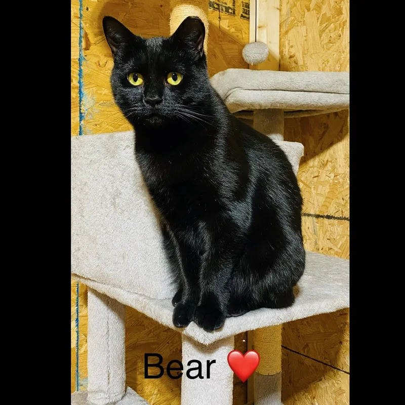 An adult medium-sized female Black Domestic Short Hair cat named Bear for adoption in Karns City, PA