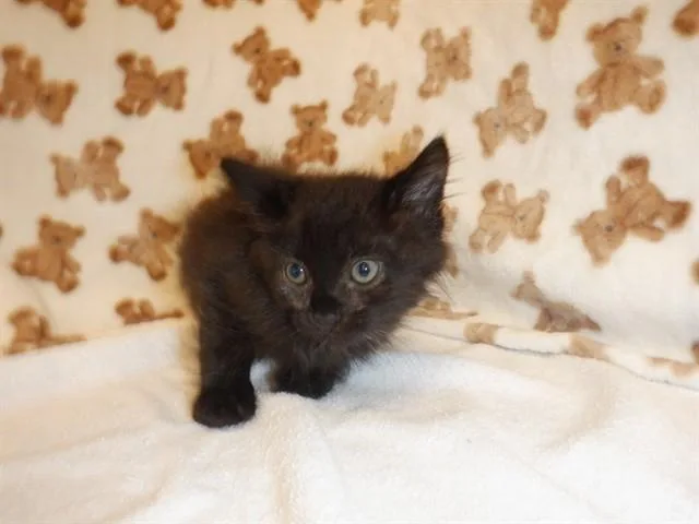 A baby small-sized male Domestic Short Hair cat named Fifa for adoption in San Jose, CA
