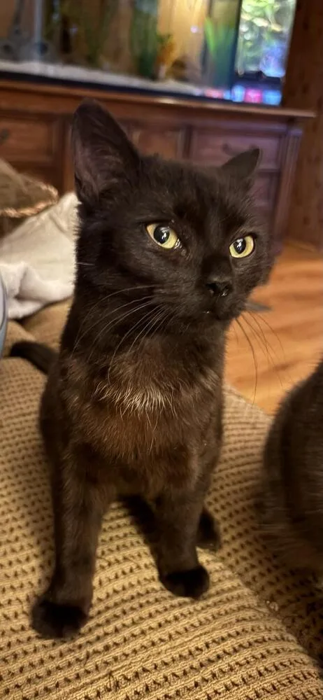 An adult small-sized female Black Domestic Short Hair cat named Dolly for adoption in Mooresville, NC