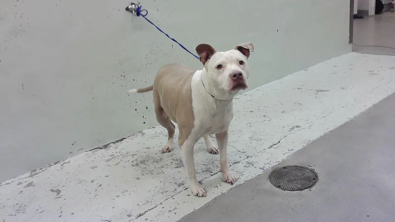An adult large-sized female Staffordshire Bull Terrier dog named Fenna for adoption in Houston, TX
