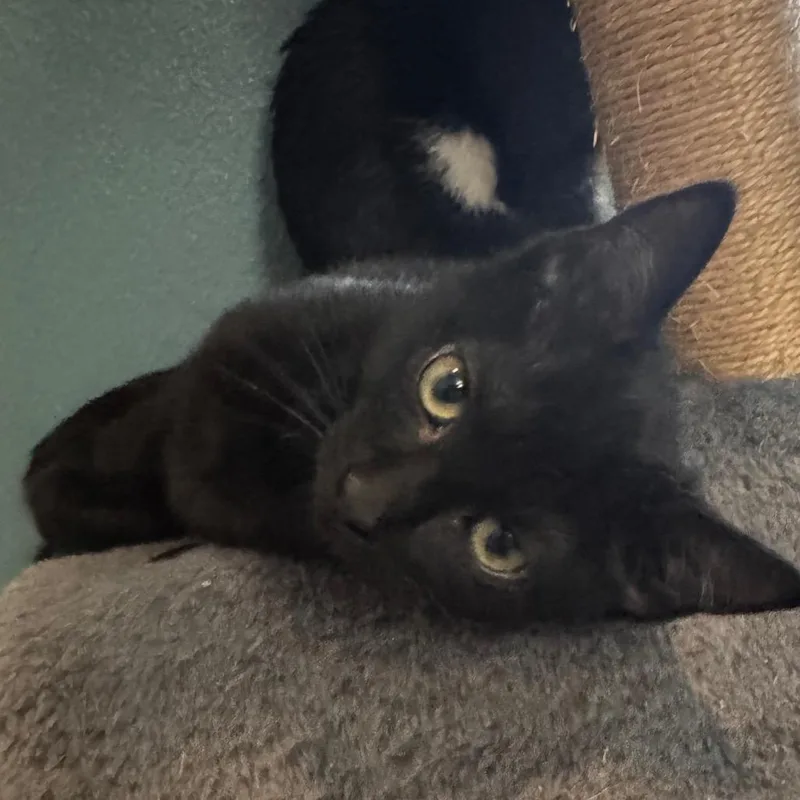 A baby small-sized male Black Domestic Short Hair cat named Chocolate Truffle for adoption in TITUSVILLE, FL