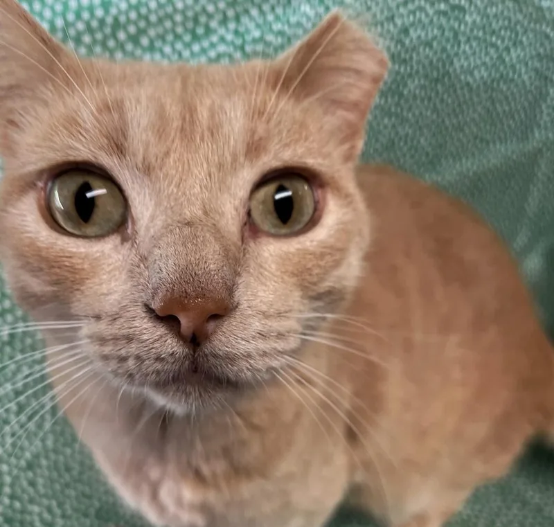 An adult large-sized male Domestic Short Hair cat named Tiger for adoption in Omaha, NE