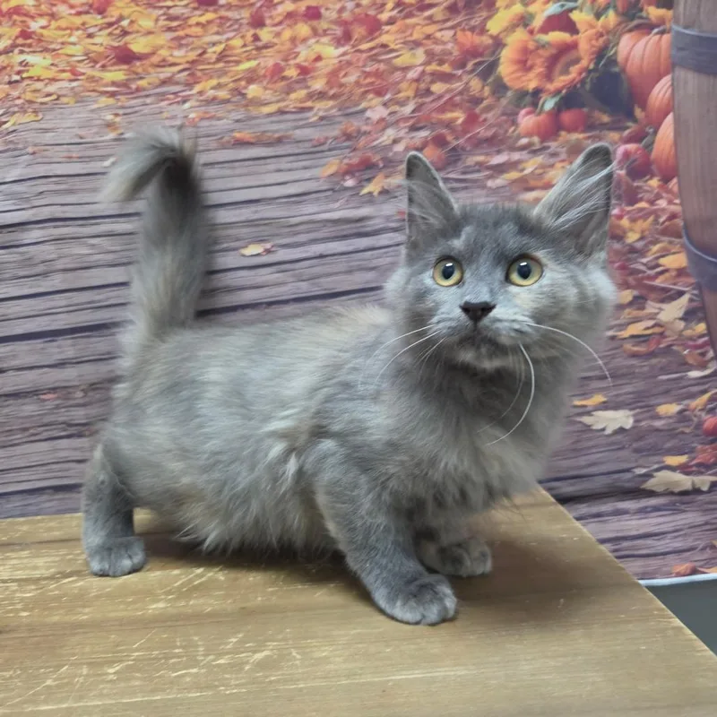 A baby small-sized female Domestic Medium Hair cat named Roots for adoption in Normal, IL