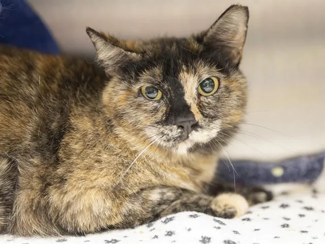 A young small-sized female Domestic Short Hair cat named London for adoption in Phoenix, AZ