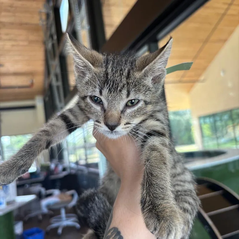 A baby small-sized male Black Domestic Short Hair cat named Engineer for adoption in Leander, TX