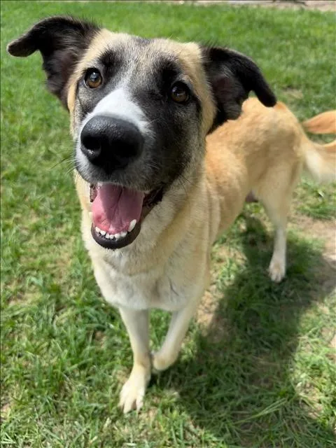 A young large-sized female Anatolian Shepherd dog named Cardi for adoption in Conroe, TX
