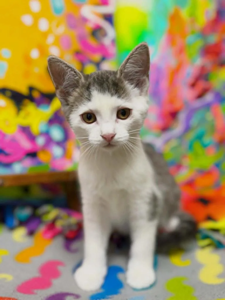 A baby small-sized male Domestic Short Hair cat named Easel for adoption in Effingham, IL