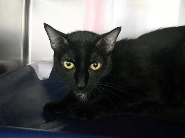 An adult small-sized female Domestic Short Hair cat named Minerva for adoption in Portland, OR