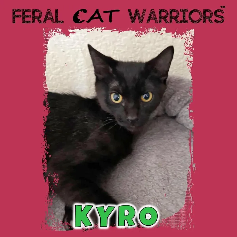 A baby small-sized male Black Domestic Short Hair cat named Kyro for adoption in Kingman, AZ
