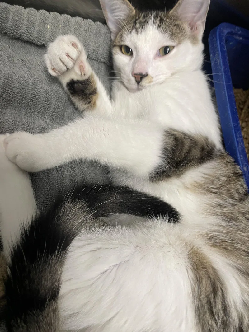 An adult medium-sized male Tabby cat named Tigger for adoption in Georgetown, KY