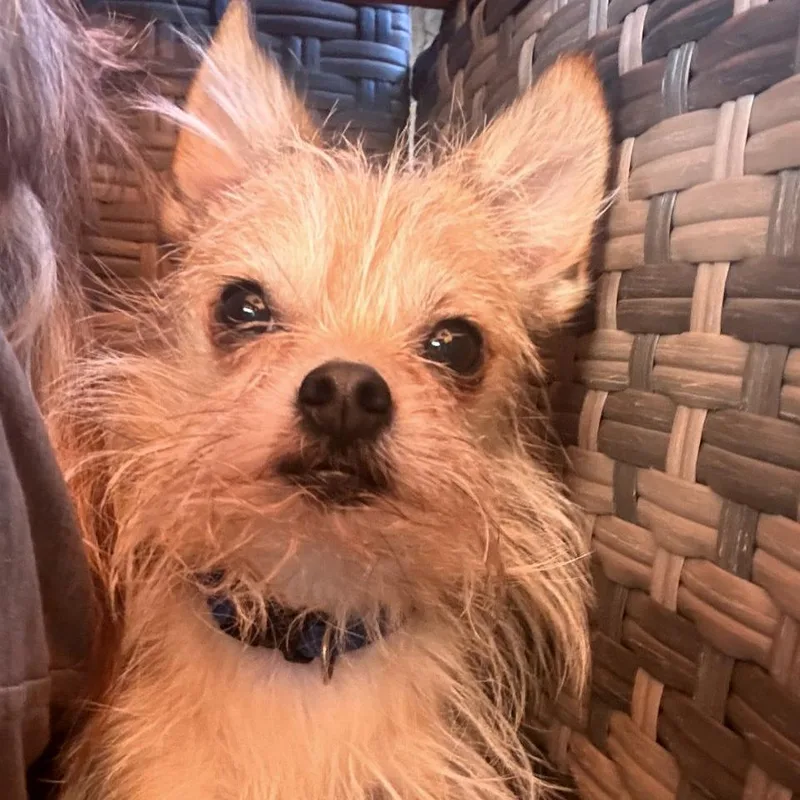 An adult small-sized male White / Cream Terrier dog named Dim for adoption in San Diego, CA