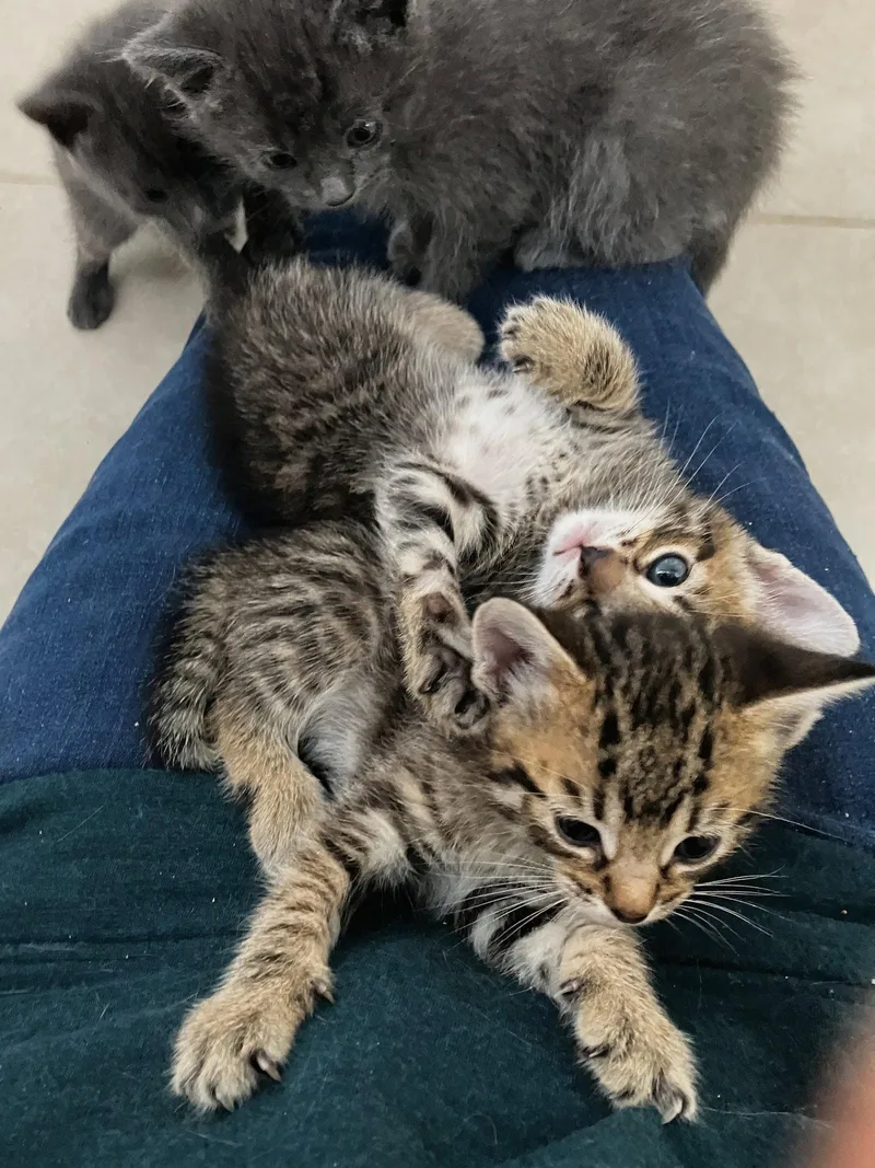 A baby medium-sized male Domestic Short Hair cat named Emilo Estevez for adoption in Maggie Valley, NC