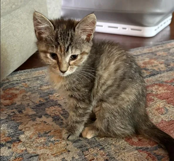 A baby small-sized female Domestic Short Hair cat named Rummy for adoption in Tustin, CA