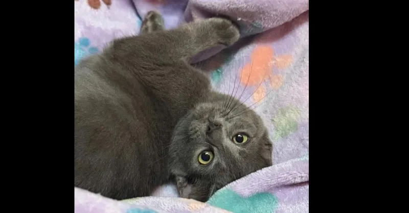 A baby small-sized female Domestic Short Hair cat named Tantomile for adoption in Groveland, MA