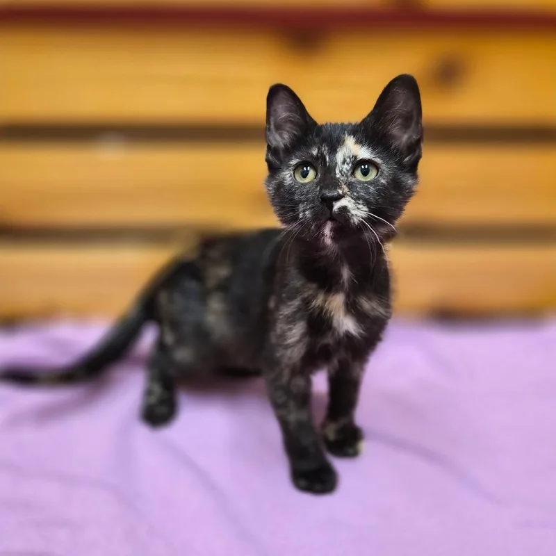 A baby small-sized female Domestic Short Hair cat named Harmony for adoption in Woodstock, IL